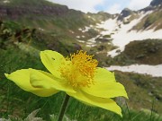 31 Pulsatilla alpina sulphurea con vista verso il Pietra Quadra